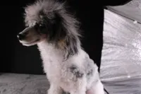 Jasper, a male Poodle - Toy  for sale in Greensboro, NC – 3 of 9