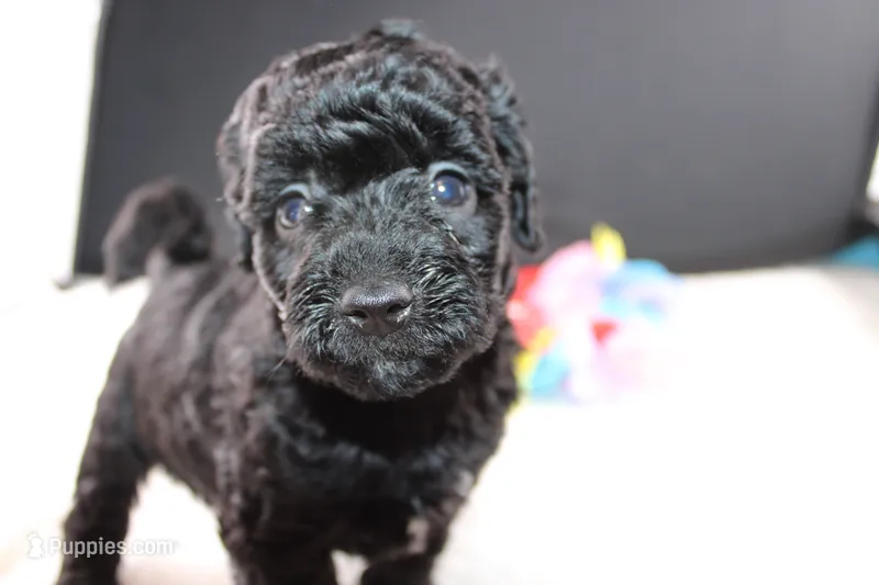 Felicity – Miniature Goldendoodle puppy for sale in Greensboro, NC