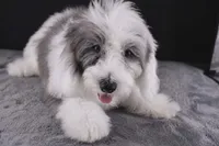 Boots, a male Miniature Aussiedoodle for sale in Greensboro, NC – 4 of 7