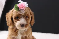 Honey, a female Miniature Goldendoodle for sale in Greensboro, NC – 4 of 10