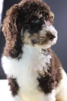Loretta L, a female Poodle - Standard  for sale in Greensboro, NC – 2 of 9
