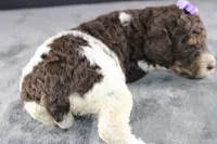 Loretta L, a female Poodle - Standard  for sale in Greensboro, NC – 7 of 8