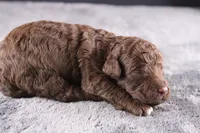 Christian, a male Miniature Goldendoodle for sale in Greensboro, NC – 7 of 7
