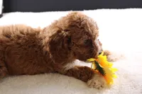 Brewster, a male Miniature Goldendoodle for sale in Greensboro, NC – 4 of 7
