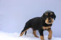 Vic, a male Doberman Pinscher and Poodle - Standard  for sale in Greensboro, NC – Photo 2 of 6