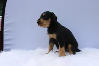 Vic, a male Doberman Pinscher and Poodle - Standard  for sale in Greensboro, NC – Photo 6 of 6