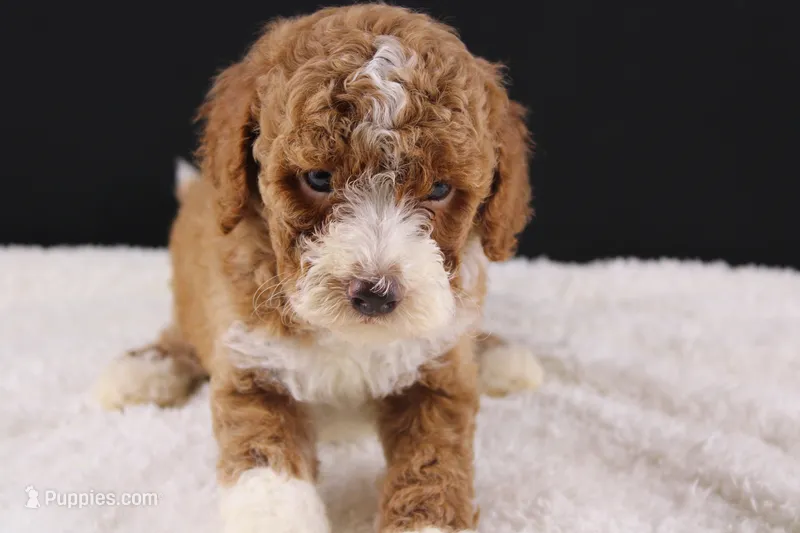 Teddy – Miniature Goldendoodle puppy for sale in Greensboro, NC