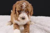 Teddy, a male Miniature Goldendoodle for sale in Greensboro, NC – 1 of 10