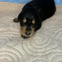 Tyra, a female Doberman Pinscher and Poodle - Standard  for sale in Greensboro, NC – Photo 8 of 10