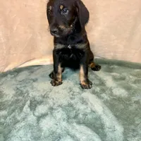 Tyra, a female Doberman Pinscher and Poodle - Standard  for sale in Greensboro, NC – Photo 3 of 10