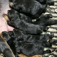 Tyra, a female Doberman Pinscher and Poodle - Standard  for sale in Greensboro, NC – Photo 7 of 10