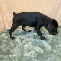 Tyra, a female Doberman Pinscher and Poodle - Standard  for sale in Greensboro, NC – Photo 2 of 10