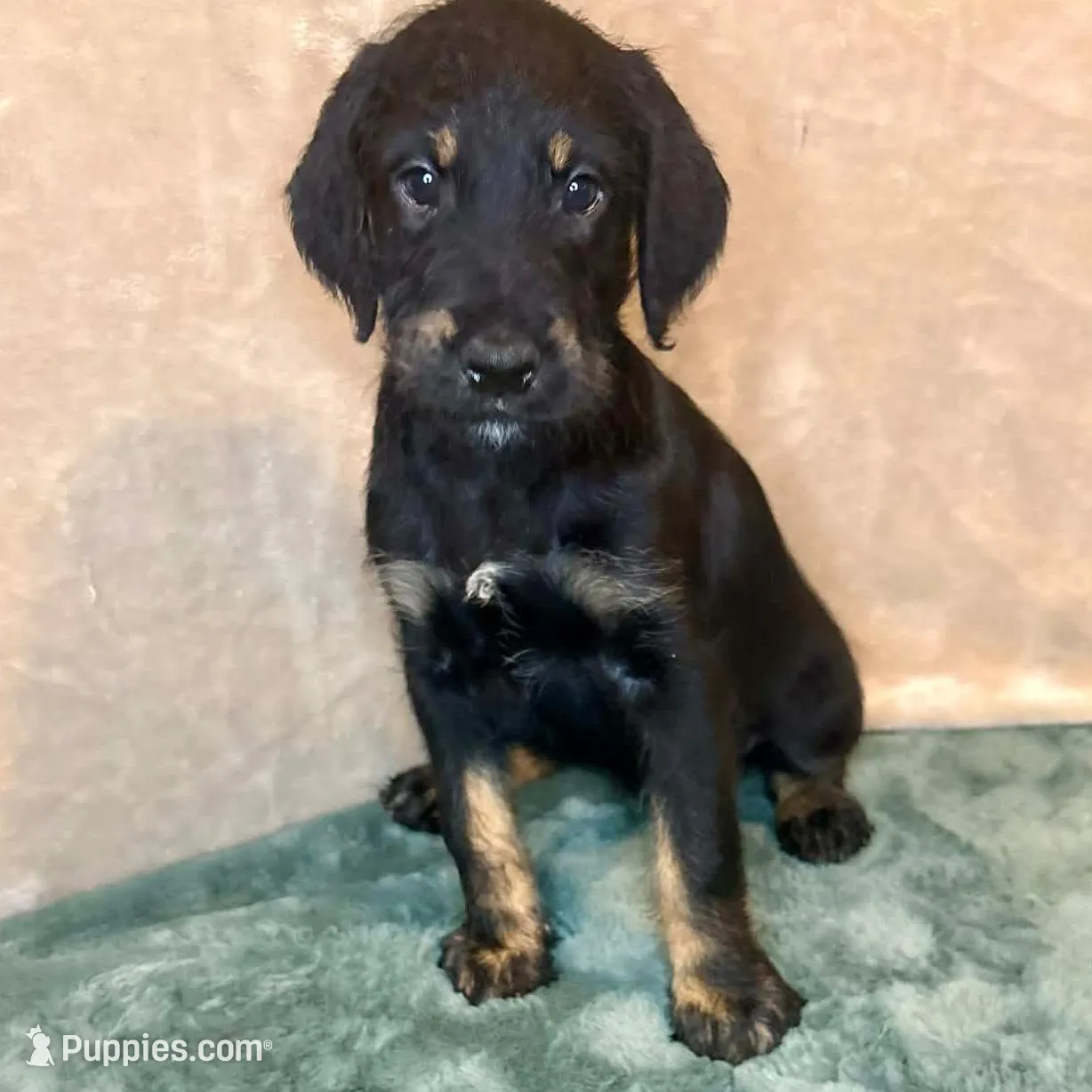Tyra, a female Doberman Pinscher and Poodle - Standard  for sale in Greensboro, NC – Photo 6 of 10