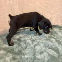 Tyra, a female Doberman Pinscher and Poodle - Standard  for sale in Greensboro, NC – Photo 4 of 10