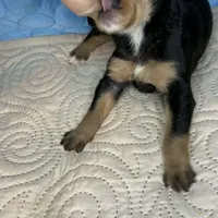 Tyra, a female Doberman Pinscher and Poodle - Standard  for sale in Greensboro, NC – Photo 9 of 10