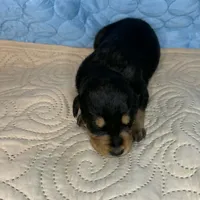 Tyra, a female Doberman Pinscher and Poodle - Standard  for sale in Greensboro, NC – Photo 10 of 10