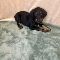 Tyra, a female Doberman Pinscher and Poodle - Standard  for sale in Greensboro, NC – Photo 5 of 10