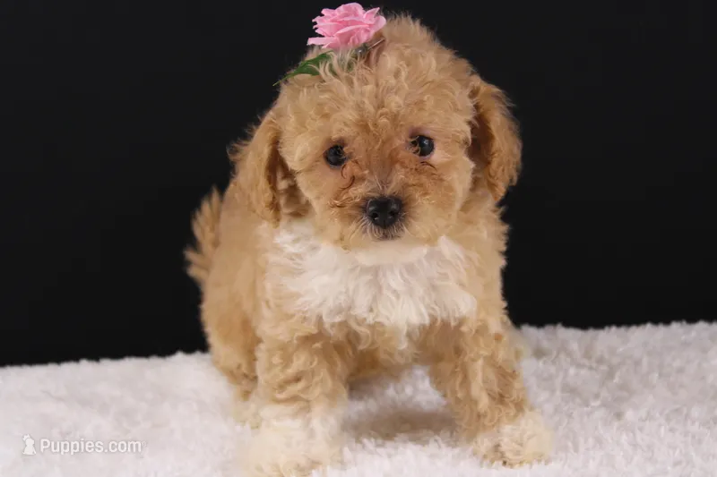 Piper – Shihpoo puppy for sale in Greensboro, NC