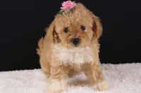 Piper, a female Shihpoo for sale in Greensboro, NC – 1 of 9