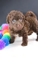 Christian, a female Miniature Goldendoodle for sale in Greensboro, NC – 3 of 5