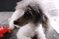 Jasper, a male Poodle - Toy  for sale in Greensboro, NC – 4 of 9