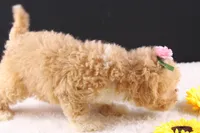 Piper, a female Shihpoo for sale in Greensboro, NC – 4 of 9