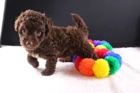 Christian, a female Miniature Goldendoodle for sale in Greensboro, NC – 2 of 5