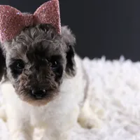 Willow, a female Poodle - Standard  for sale in Greensboro, NC – Photo 3 of 7