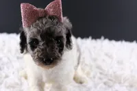 processed/4727d832-ffbc-4fa9-b23e-f4459ab7c300/listing/a52590b8-e97b-498b-afda-24fa355416ef/1e5a178c-028b-403e-8625-3ff267dcb435