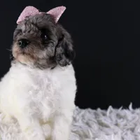 Willow, a female Poodle - Standard  for sale in Greensboro, NC – Photo 4 of 7