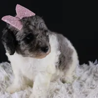 Willow, a female Poodle - Standard  for sale in Greensboro, NC – Photo 6 of 7