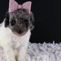 Willow, a female Poodle - Standard  for sale in Greensboro, NC – Photo 2 of 7