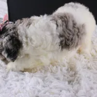 Willow, a female Poodle - Standard  for sale in Greensboro, NC – Photo 7 of 7