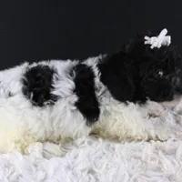 Ari, a female Poodle - Toy  for sale in Greensboro, NC – Photo 4 of 4