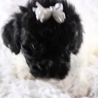 Ari, a female Poodle - Toy  for sale in Greensboro, NC – Photo 3 of 4