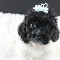 Ari, a female Poodle - Toy  for sale in Greensboro, NC – Photo 1 of 4