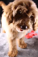 Swiper, a male Miniature Aussiedoodle for sale in Greensboro, NC – 3 of 10