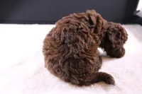 Christian, a female Miniature Goldendoodle for sale in Greensboro, NC – 4 of 5