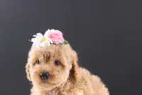 Blossom, a female Shihpoo for sale in Greensboro, NC – 7 of 8