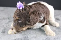 Loretta L, a female Poodle - Standard  for sale in Greensboro, NC – 5 of 8