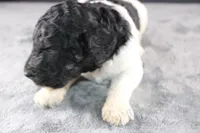 Williw N, a male Poodle - Standard  for sale in Greensboro, NC – 5 of 8