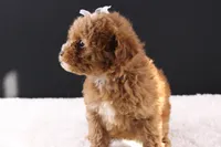 Poppy, a female Shihpoo for sale in Greensboro, NC – 2 of 8