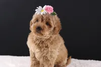 Blossom, a female Shihpoo for sale in Greensboro, NC – 6 of 8