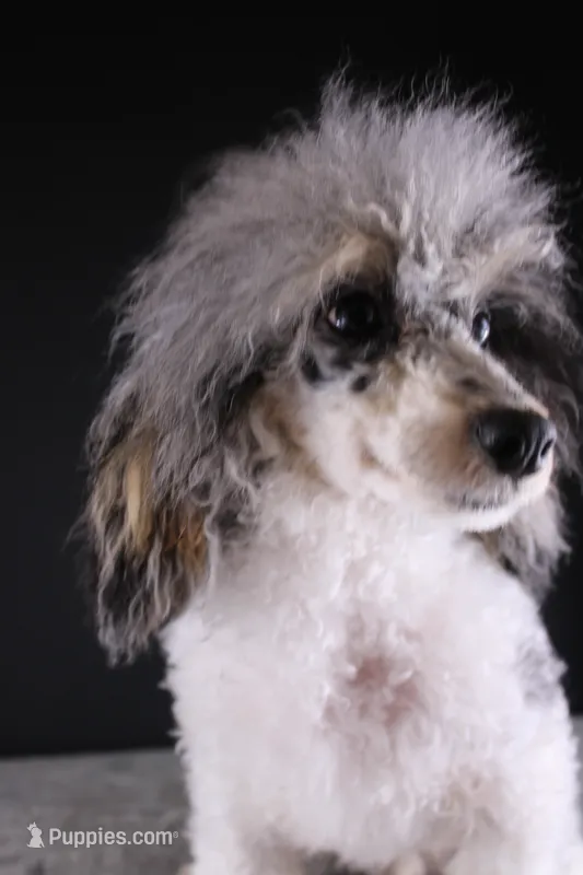 Jasper – Poodle - Toy  puppy for sale in Greensboro, NC
