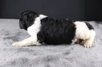 Williw N, a male Poodle - Standard  for sale in Greensboro, NC – 6 of 8
