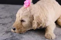 Dolly P, a female Poodle - Standard  for sale in Greensboro, NC – 8 of 10