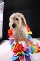 Dolly P, a female Poodle - Standard  for sale in Greensboro, NC – 4 of 9