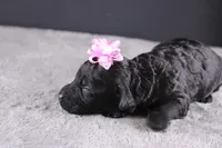 Felicity, a female Miniature Goldendoodle for sale in Greensboro, NC – 2 of 7
