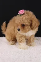 Piper, a female Shihpoo for sale in Greensboro, NC – 6 of 9