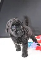 Felicity, a female Miniature Goldendoodle for sale in Greensboro, NC – 3 of 6